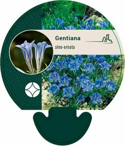 Gentiana sino-ornata P9