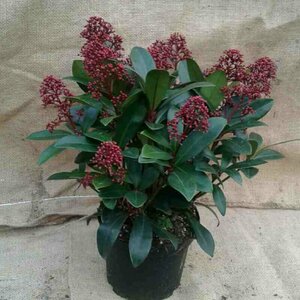 Skimmia japonica 'Rubella' 40/50 C. - afbeelding 7