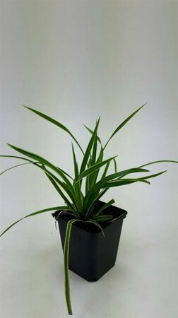 Skimmia japonica 'Rubella' 40/50 C. - afbeelding 5