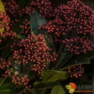 Skimmia japonica 'Rubella' 40/50 C. - afbeelding 1