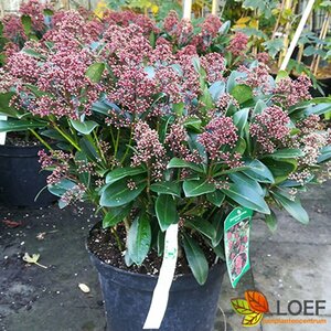 Skimmia japonica 'Rubella' 40/50 C. - afbeelding 3