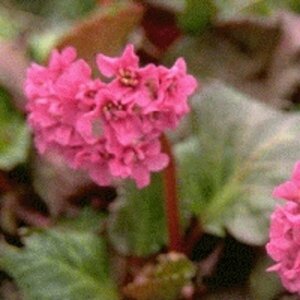 Bergenia 'Abendglut' P9 - afbeelding 2