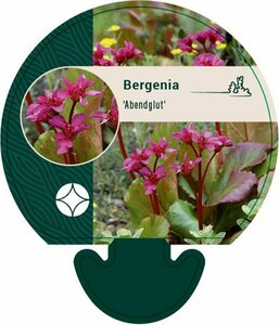 Bergenia 'Abendglut' P9 - afbeelding 1