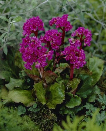 Bergenia 'Abendglut' P9 - afbeelding 4