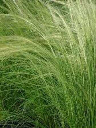 Stipa tenuissima P9 - afbeelding 4