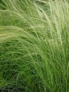 Stipa tenuissima P9 - afbeelding 4