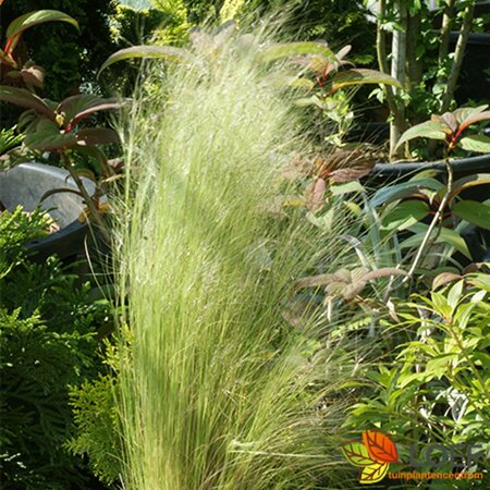 Stipa tenuissima P9 - afbeelding 1
