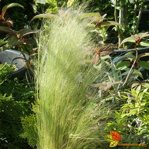Stipa tenuissima P9 - afbeelding 1