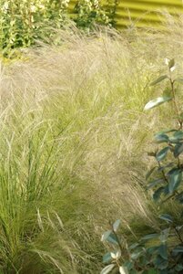 Stipa tenuissima P9 - afbeelding 2