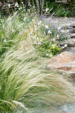 Stipa tenuissima P9 - afbeelding 3