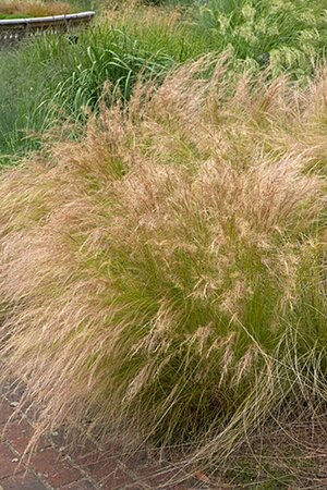 Stipa tenuissima P9 - afbeelding 5