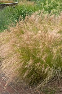 Stipa tenuissima P9 - afbeelding 5