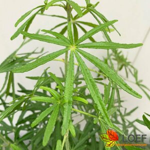 Choisya ternata 'White Dazzler' 50/60 C. 