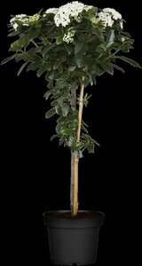 Viburnum tinus ST. 100 C.  - afbeelding 3