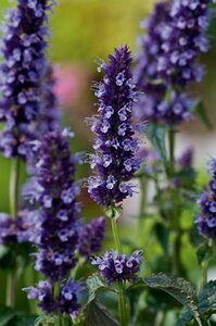 Agastache 'Black Adder' C2 - afbeelding 5