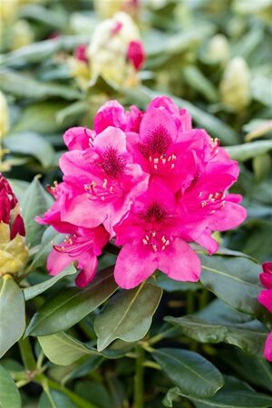 Rhododendron 'Nova Zembla' 30/40 C. - afbeelding 3