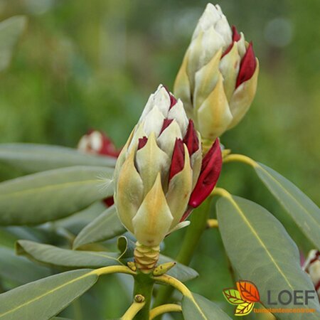 Rhododendron 'Red Jack' 30/40 C. - afbeelding 2