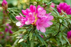 Rhododendron (AP) 'Graziella' 30/40 C. - afbeelding 1