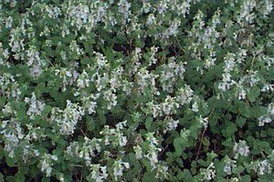 Nepeta faassenii 'Snowflake' P9 - afbeelding 1