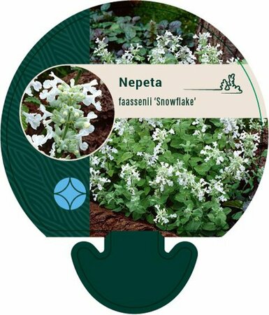 Nepeta faassenii 'Snowflake' P9 - afbeelding 4
