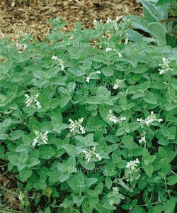 Nepeta faassenii 'Snowflake' P9 - afbeelding 3