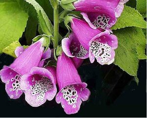 Digitalis purpurea 'Gloxiniiflora' C2 - afbeelding 2