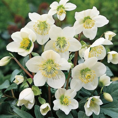 Helleborus niger C2 - afbeelding 6