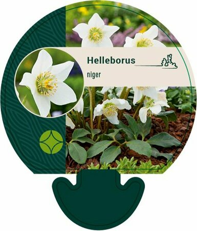 Helleborus niger C2 - afbeelding 8
