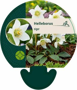 Helleborus niger C2 - afbeelding 8