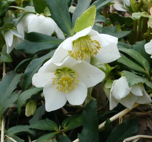 Helleborus niger C2 - afbeelding 7