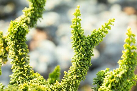 Chamaecyparis p. 'Teddy Bear' 20/25 C.