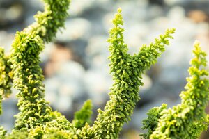 Chamaecyparis p. 'Teddy Bear' 20/25 C.