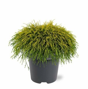 Chamaecyparis pisifera 'Sungold' 20/25 C. - afbeelding 8