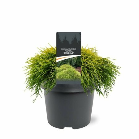 Chamaecyparis pisifera 'Sungold' 20/25 C. - afbeelding 2