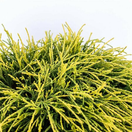 Chamaecyparis pisifera 'Sungold' 20/25 C. - afbeelding 3