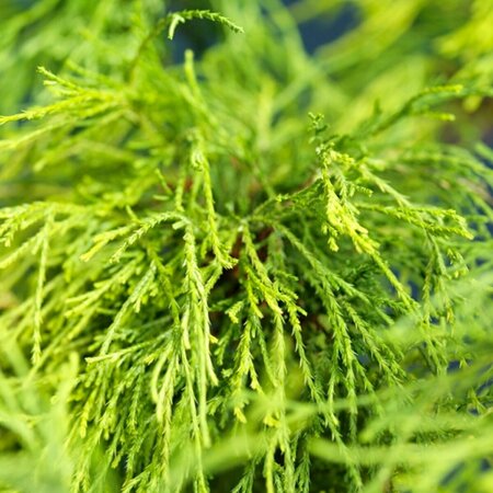 Chamaecyparis pisifera 'Sungold' 20/25 C. - afbeelding 6