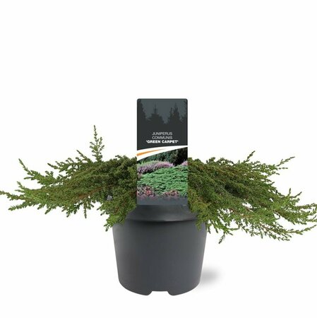 Juniperus communis 'Green Carpet' 25/30 C. - afbeelding 3