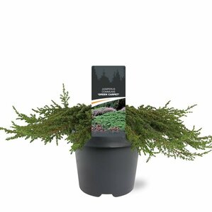 Juniperus communis 'Green Carpet' 25/30 C. - afbeelding 3