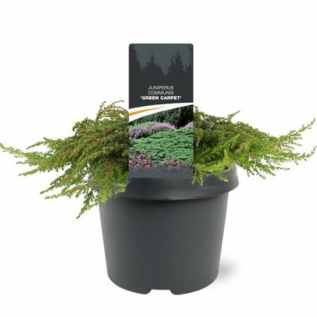 Juniperus communis 'Green Carpet' 25/30 C. - afbeelding 1
