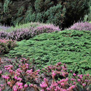 Juniperus communis 'Green Carpet' 25/30 C. - afbeelding 2