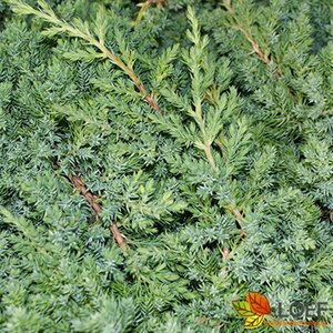 Juniperus squamata 'Blue Carpet' 25/30 C. - afbeelding 1