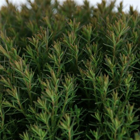 Thuja occidentalis 'Teddy' 20/25 C. - afbeelding 4