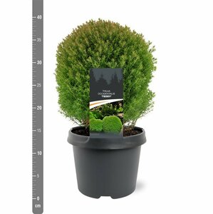 Thuja occidentalis 'Teddy' 20/25 C. - afbeelding 5