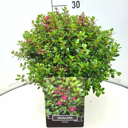 Escallonia 'Red Dream' 30/40 C. - afbeelding 1