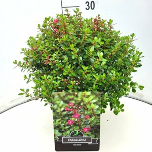 Escallonia 'Red Dream' 30/40 C. - afbeelding 1