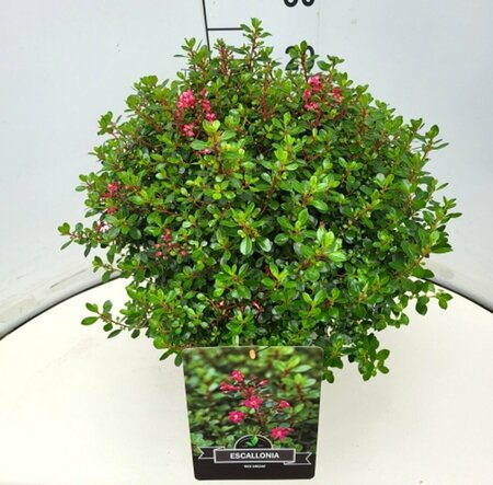 Escallonia 'Red Dream' 30/40 C. - afbeelding 2