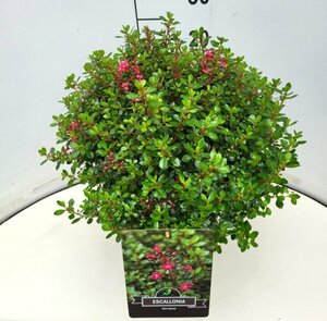 Escallonia 'Red Dream' 30/40 C. - afbeelding 2