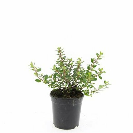 Escallonia 'Red Dream' 30/40 C. - afbeelding 4