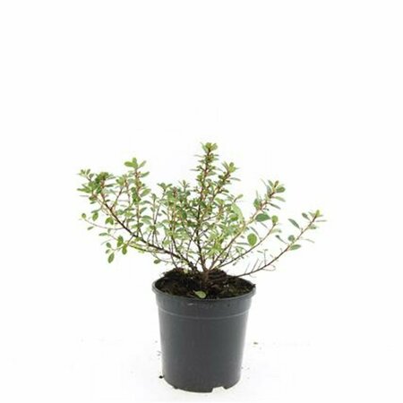 Escallonia 'Red Dream' 30/40 C. - afbeelding 5