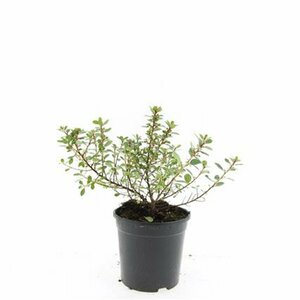 Escallonia 'Red Dream' 30/40 C. - afbeelding 5